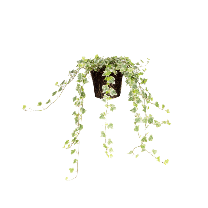 Hedera helix 'White Wonder'